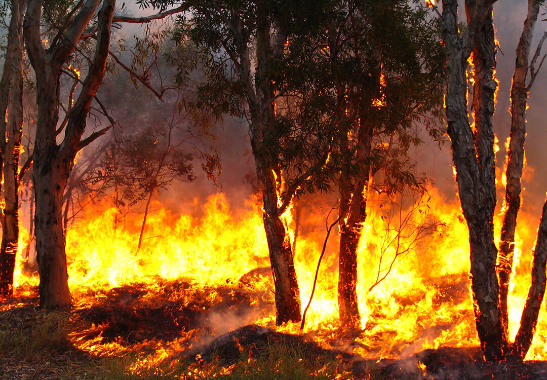 Curious Climate: How will climate change affect bushfires?