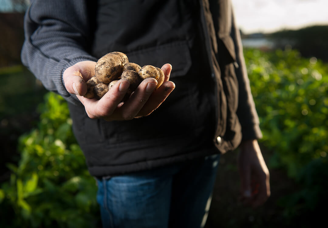 Curious Climate: Eating meat or going vegan: Which diet is best for the planet?